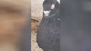 کفتر