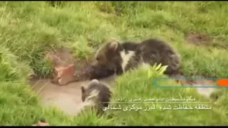 خرس مادر و 3 توله اش