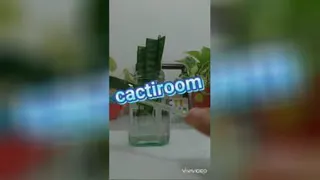 تکثیر سانسوریا