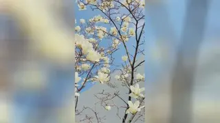 شکوفه های بهاری
