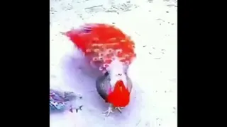 طاووس