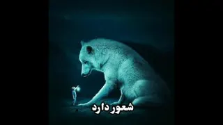 انسانیت