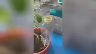 ابیاری قطره ای در هنگام مسافرت