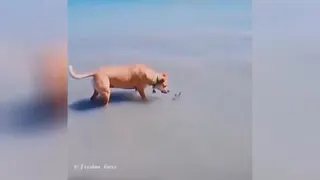 زبون بسته