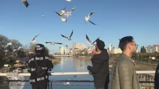 غذا دادن به پرندگان مهاجر