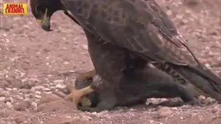 شکارچی