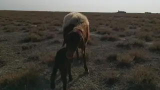 گوسفند تازه متولد شده
