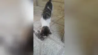 Cute cat