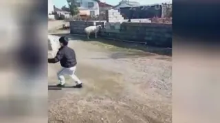 گوسفند فوتبالی