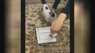 گربه باهوش