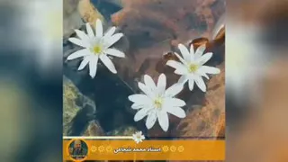 کنترل زبان
