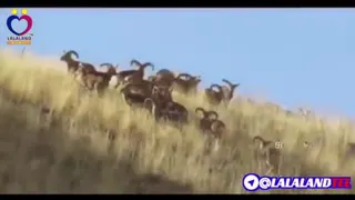 داستان سر به مهر اقای خلیلی