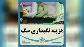 مستند کوتاه هزینه نگهداری سگ