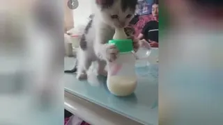 بچه گربه