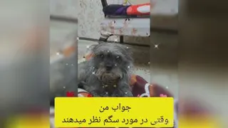 جواب دندان شکن