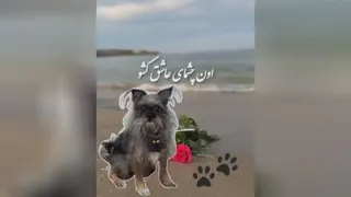 جونم به این عشق