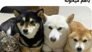 عشق جانم