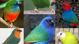 جفت طوطی وار