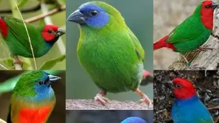 جوجه فنچ طوطی وار