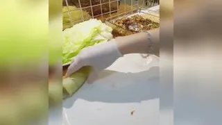 آموزش دلمه