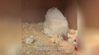 بیخیال همه ایلاویو ننه
