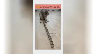 گربه کیوت