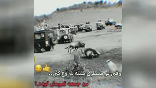 سلطان جنگل