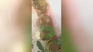 گل وگیاهان آپارتمانی
