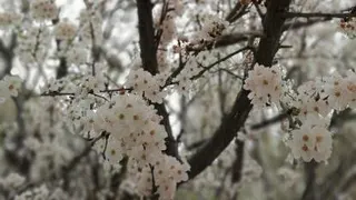 شکوفه بهاری