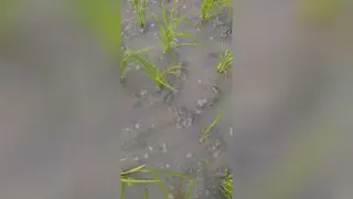 کاشت نشا