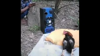 خروس