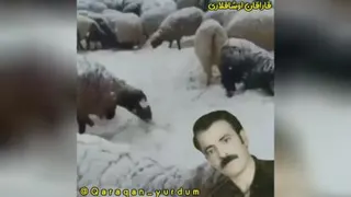 استاد رضایی
