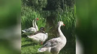 آهنگ دلنشبن