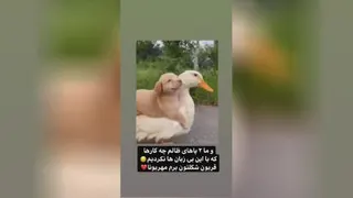 جوجه اردک فداکار 😂😂
