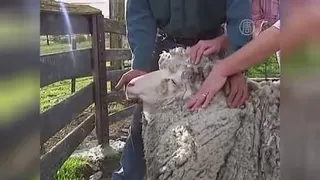 گوسفندی که 5 سال گم بود
