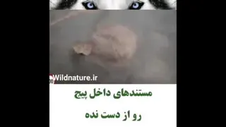 معجزه ی خداوند_این کلیپ رو حتما ببینید