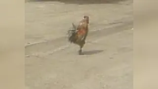 خروس نظامی