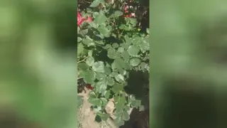 بهار