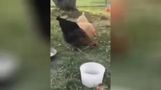 مرغ و خروس خنگ