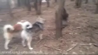 جنگ سگها با گراز