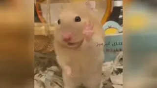 خنددار