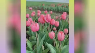 مهدی احمدوند