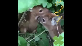 اهو