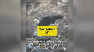 🦅عقاب🦅
