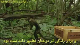 هوموسابینس (انسان امروزی)