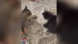صداگذاری گربه ها😂