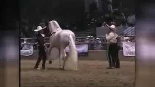اسب زیبا