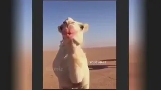 بفرس واسه لب خوشگلت😂