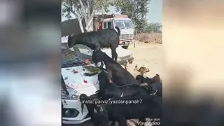 عروس دوماد بیچاره رفتن داخل عکاسی عکس بگیرن و بزغاله ها حمله کردن به گل ها 😂😂