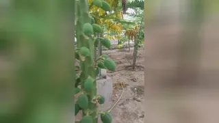 گلخانه کاشت پاپایا